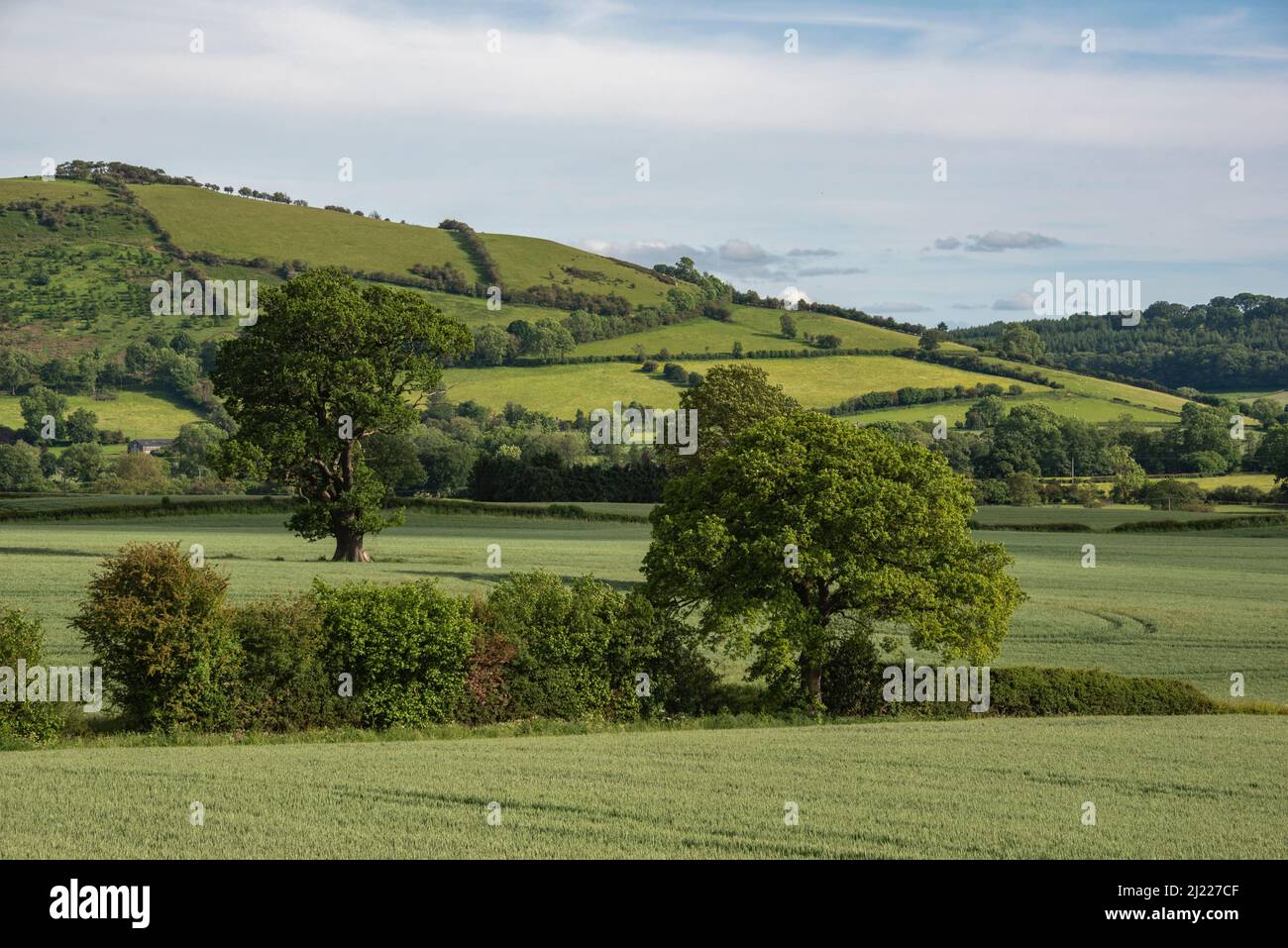Green and pleasant landscape near Church Stretton, Shropshire, UK Stock