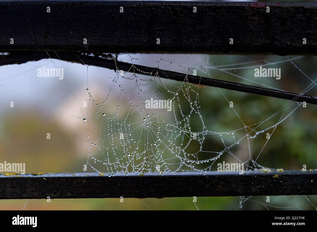 Beautiful water droplets cling onto a spider web, just like transparent beads curtain. Stock Photo