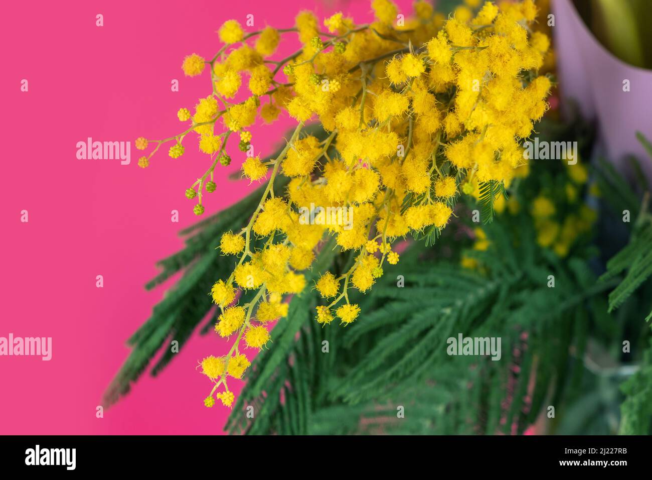 Yellow Mimosa bouquet on pink background, the symbol of International