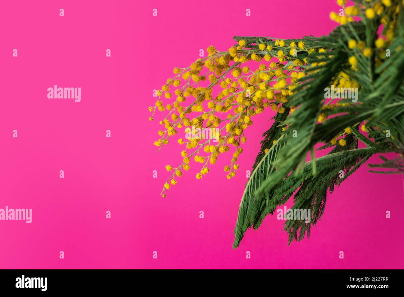 Yellow Mimosa bouquet on pink background, the symbol of International