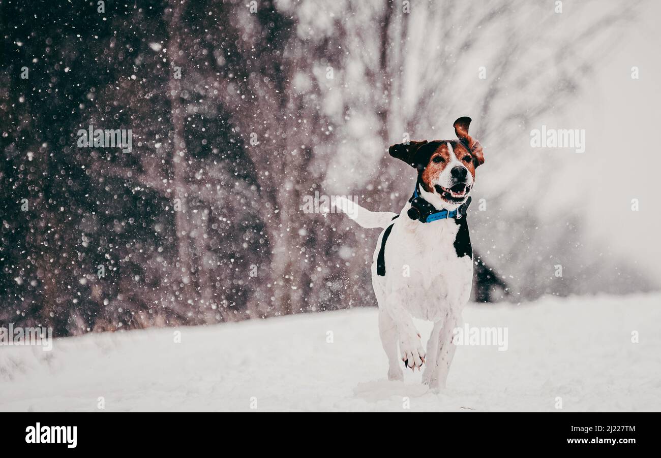 a photo of white dog running in snow Stock Photo - Alamy