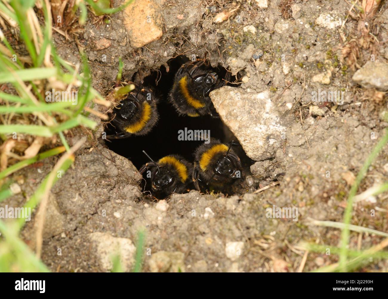 Buff-tailed Bumblebee (Bombus terrestris) bees guarding entrance to nest hole in the ground, Herefordshire, England, July Stock Photo