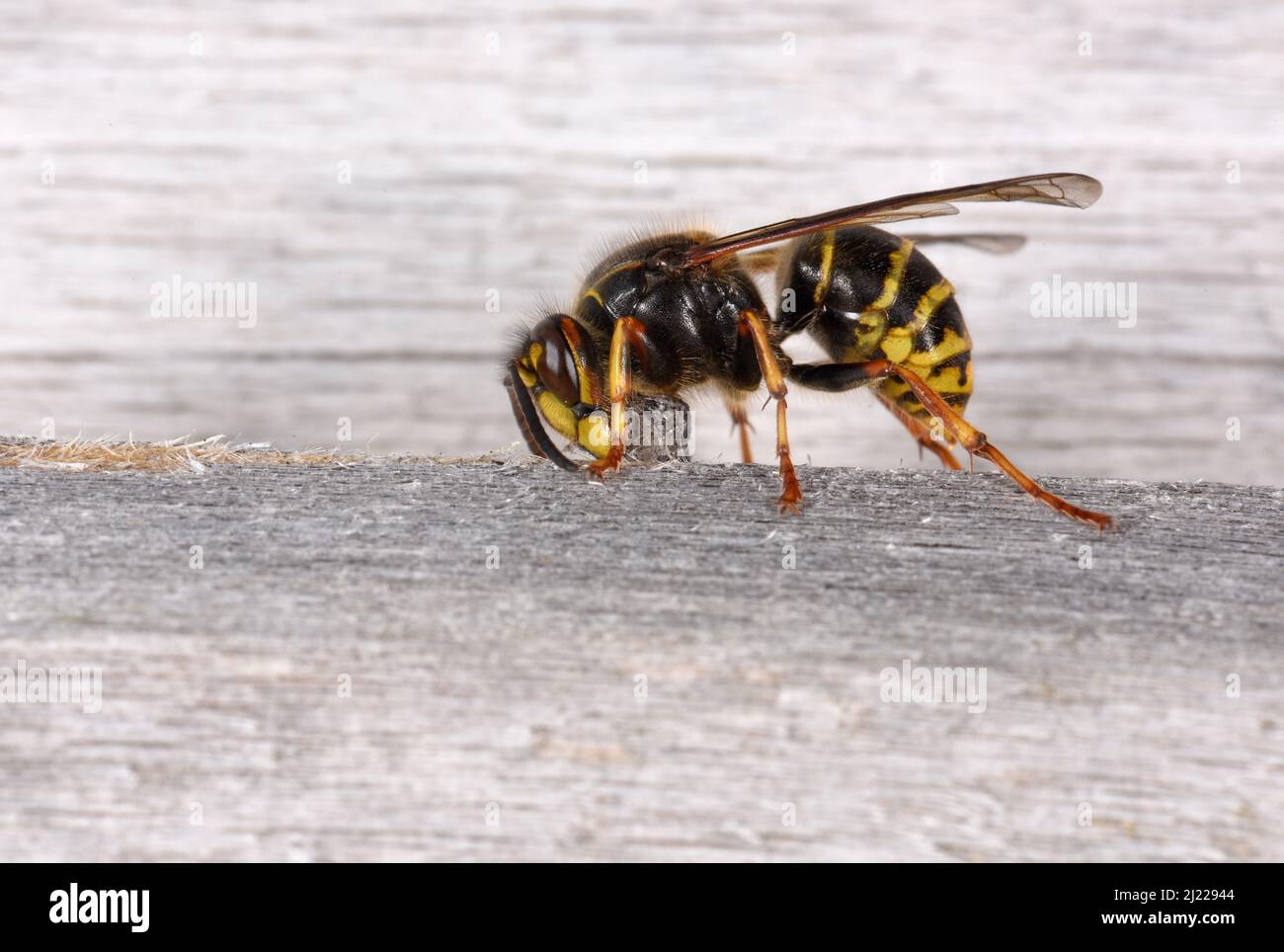 Median Wasp (Dolichovespula media) adult chewing and collecting poplar wood from building, Suffolk, England, July Stock Photo