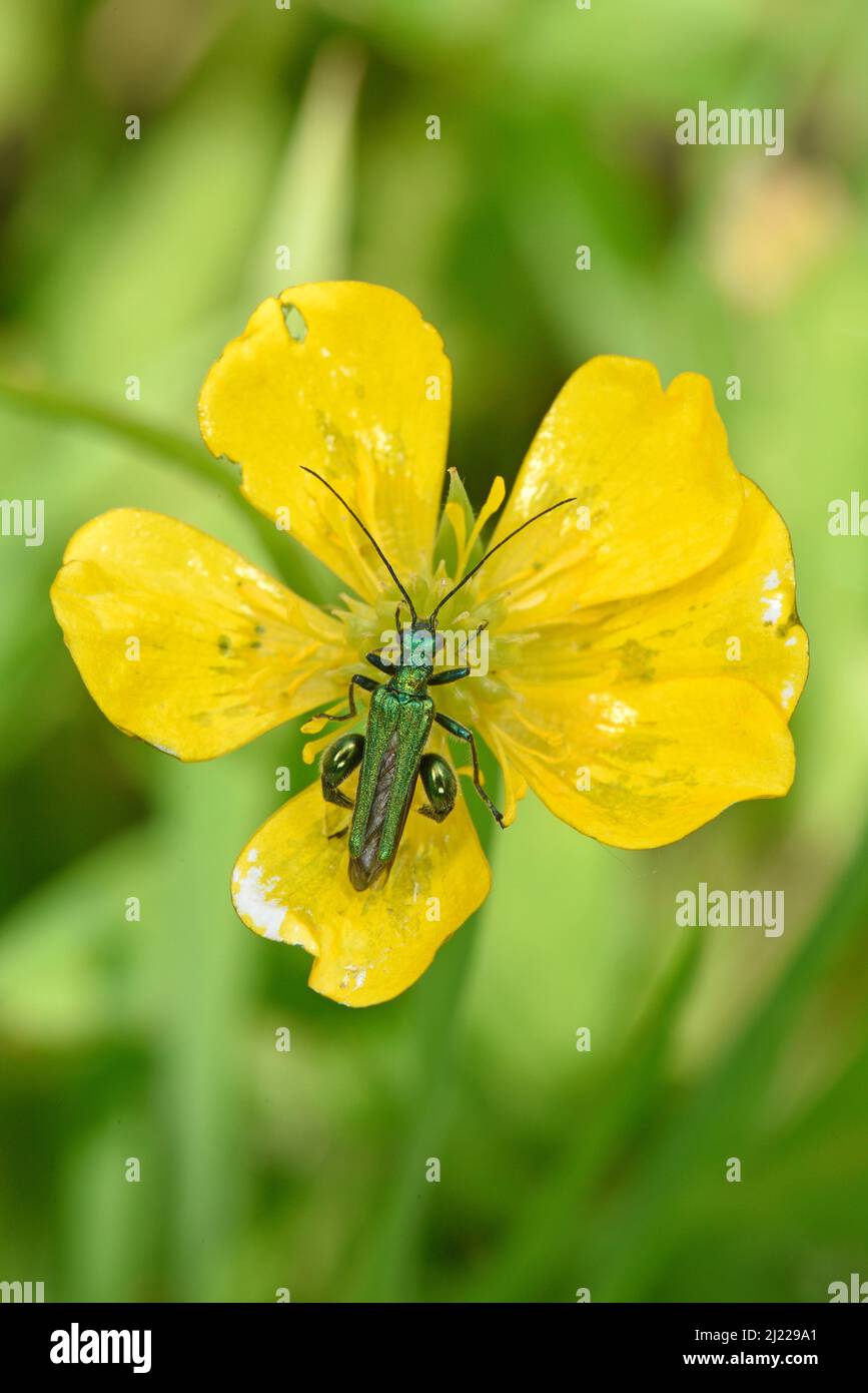 Thick-legged Flower Beetle (Oedemera nobilis) resting on buttercup flower, Herefordshire, England, June Stock Photo