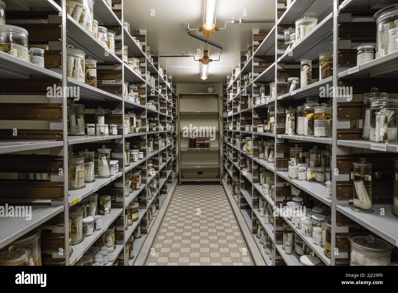 Brussels Capital Region - Belgium, 03 19 2022 - Isle with shelves in the archive of the museum for natural science Stock Photo