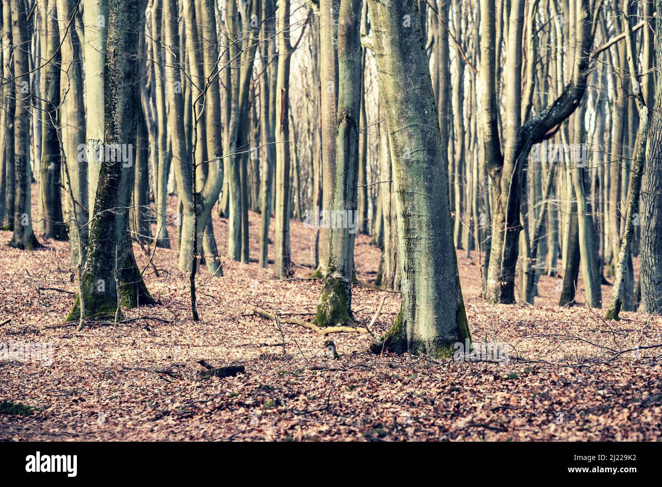 Trees in the forest. Early spring forest scenery Stock Photo - Alamy
