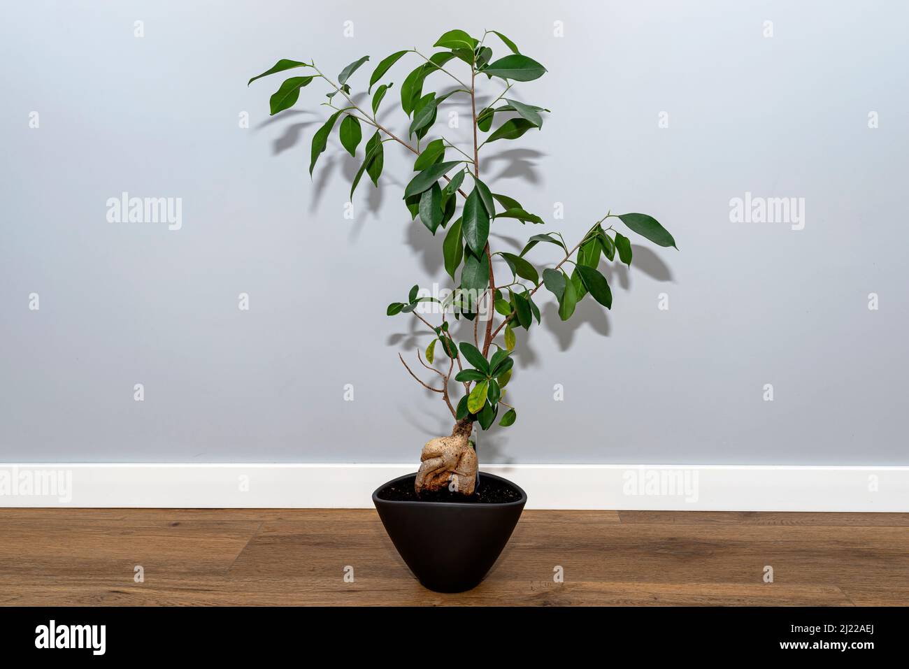 A beautiful, large bonsai tree in a black pot with liquid flower conditioner, standing on vinyl panels. Stock Photo
