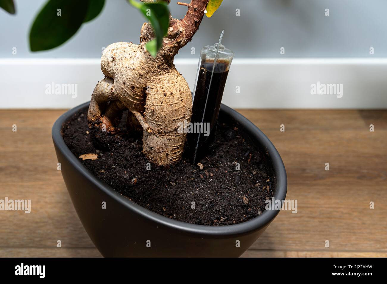 Japanese bonsai plant on wooden surface, and cement wall. Creating zen  atmosphere at home Stock Photo - Alamy