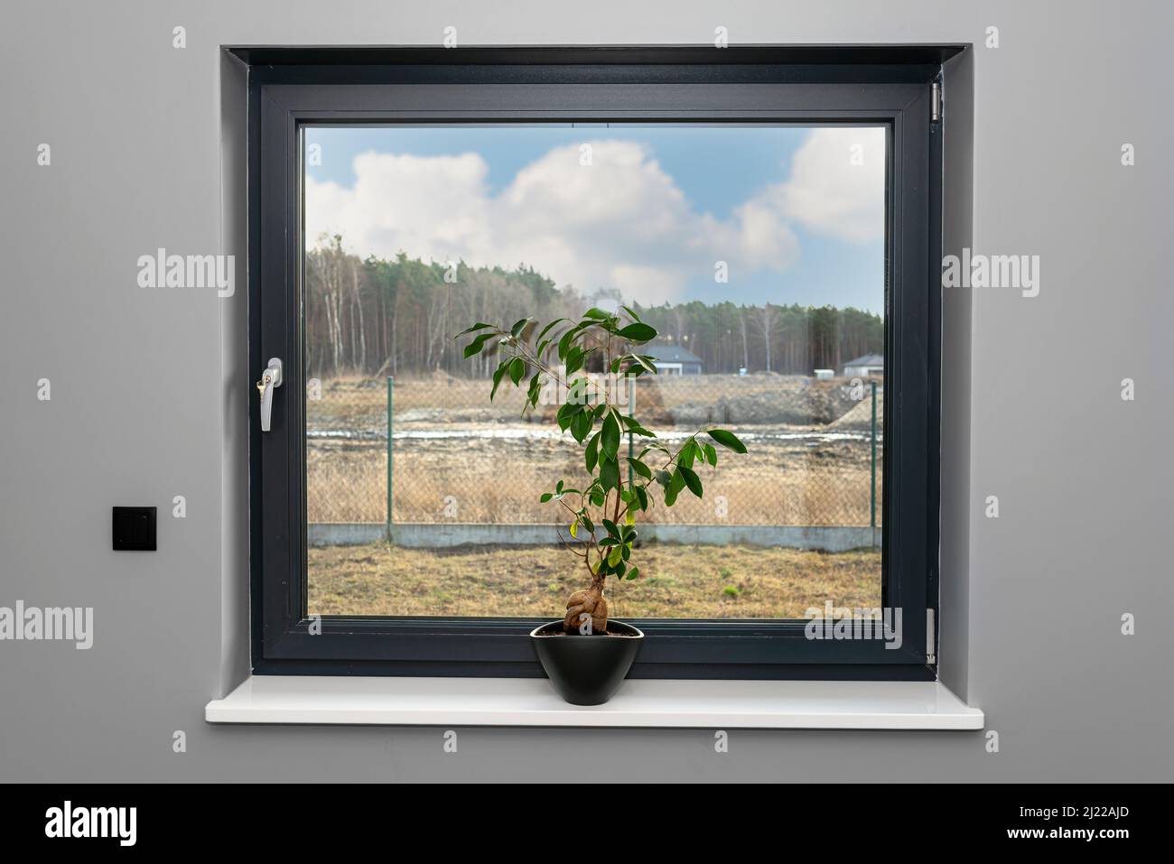 A beautiful, large bonsai tree in a black pot with liquid flower conditioner, standing on a marble window sill. Stock Photo