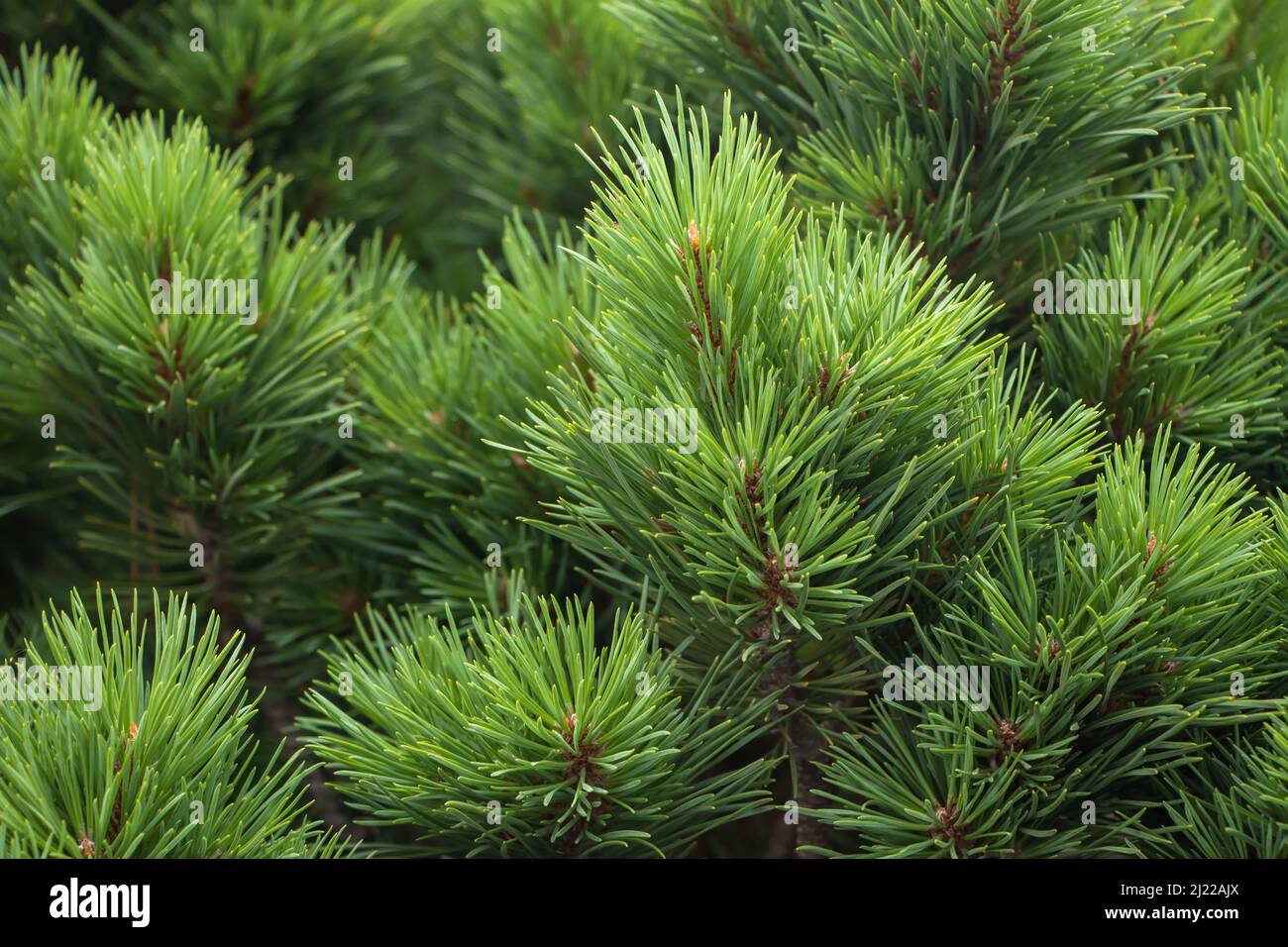Spruce branch. Beautiful branch of spruce with needles. Christmas tree in nature. Green spruce. Spruce close up Stock Photo