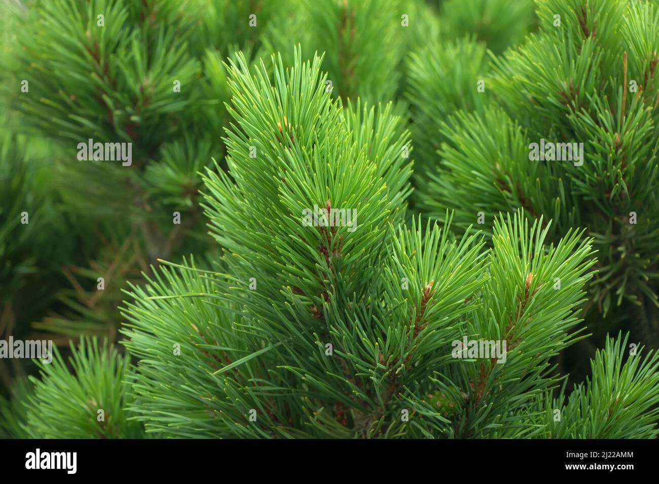 Spruce branch. Beautiful branch of spruce with needles. Christmas tree in nature. Green spruce. Spruce close up Stock Photo