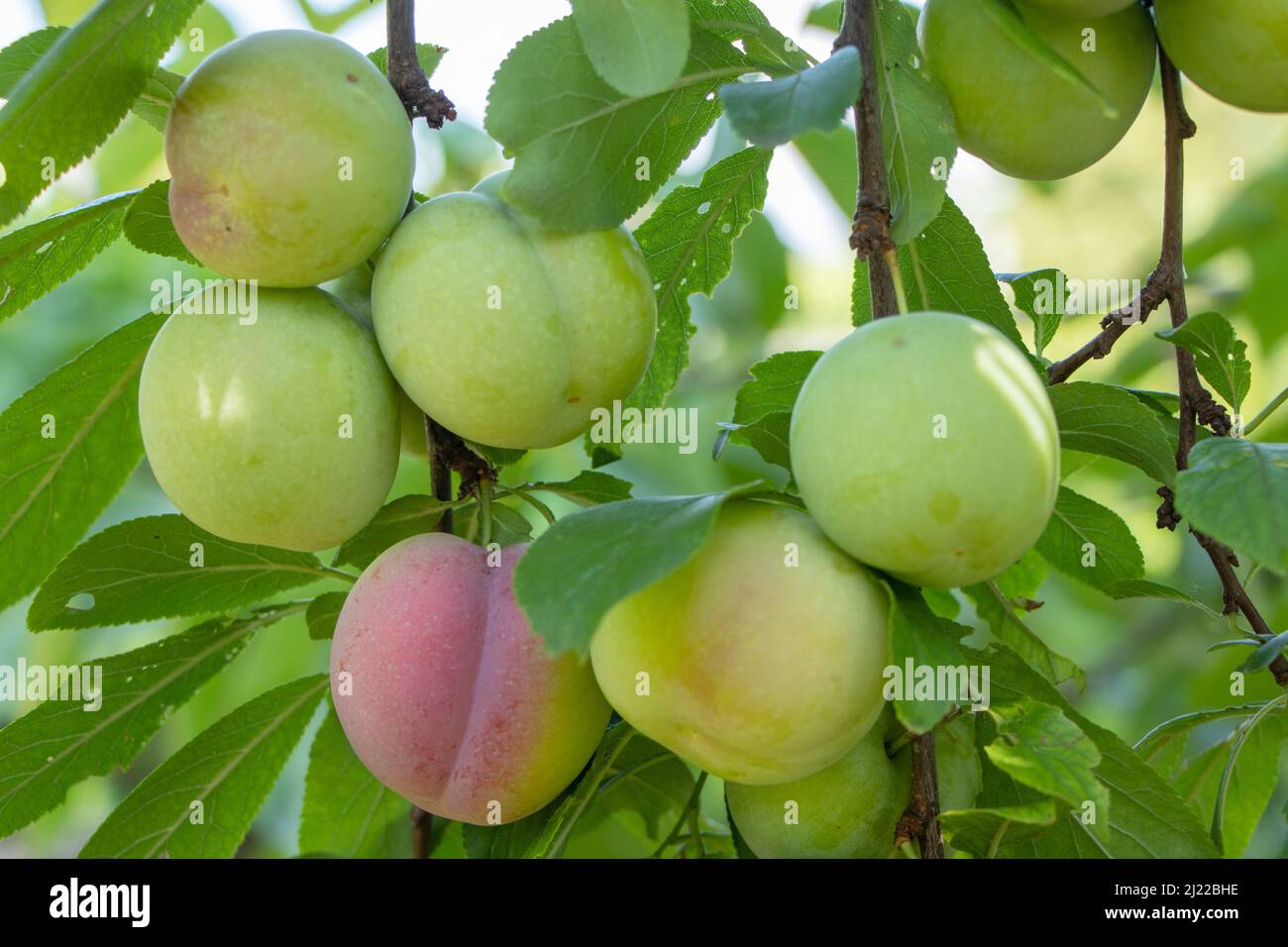 Plum tree with juicy fruits. Ripening plums, Stock Photo