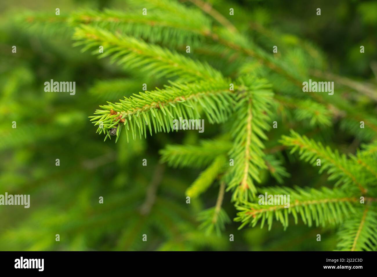 Norway spruce, or European spruce. coniferous tree, type species of the genus Spruce of the Pine family. Stock Photo