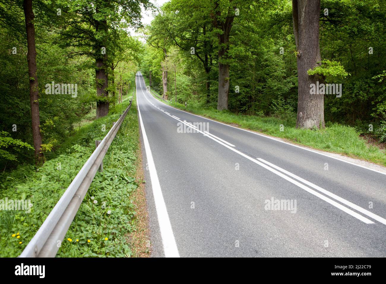 Road through the Primeval forest Urwald Sababurg, Hofgeismar, Weser Uplands, Weserbergland, Hesse, Germany Stock Photo