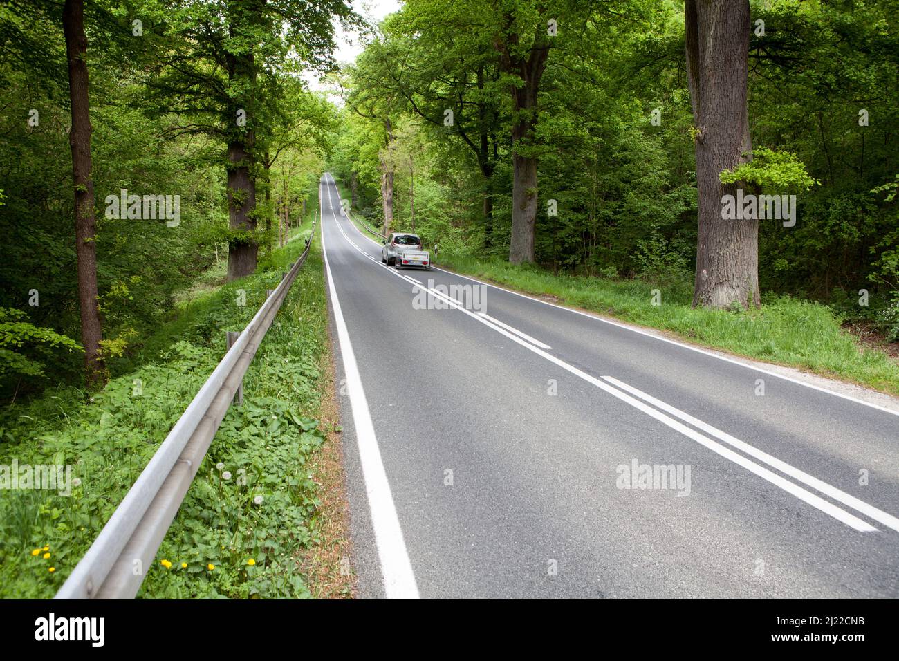 Road through the Primeval forest Urwald Sababurg, Hofgeismar, Weser Uplands, Weserbergland, Hesse, Germany Stock Photo
