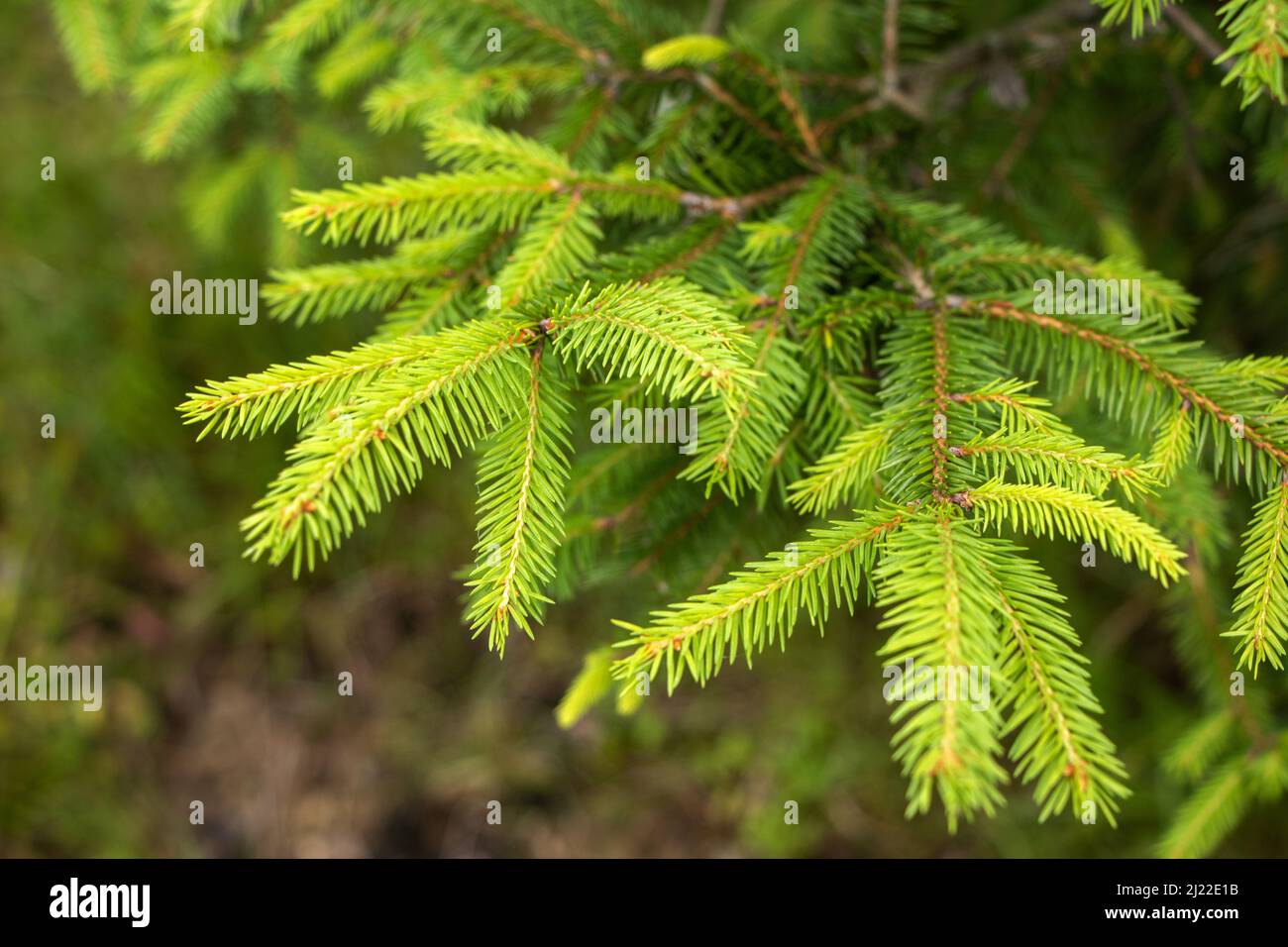Norway spruce, or European spruce. coniferous tree, type species of the genus Spruce of the Pine family. Stock Photo