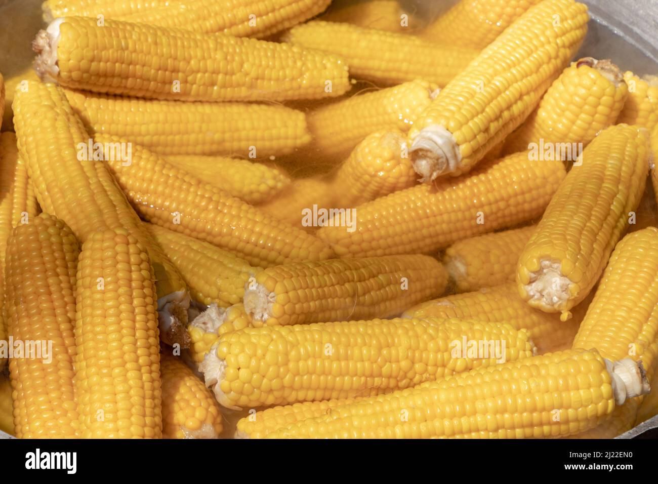 Corn cobs boiling in hot water. Stock Photo