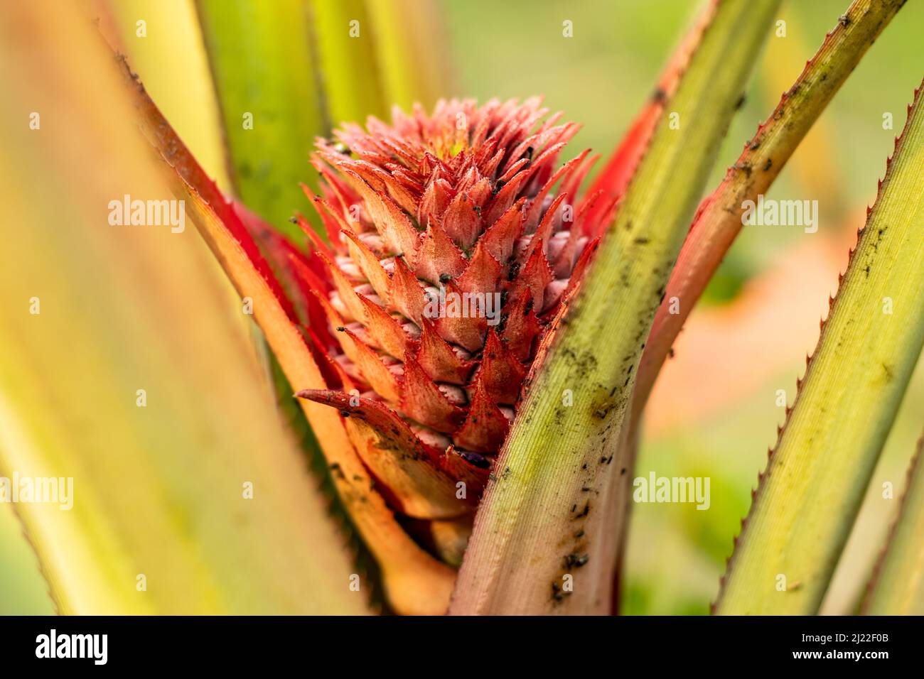 Ananas comosus or Pineapples are juicy and fragrant tropical fruits Stock Photo