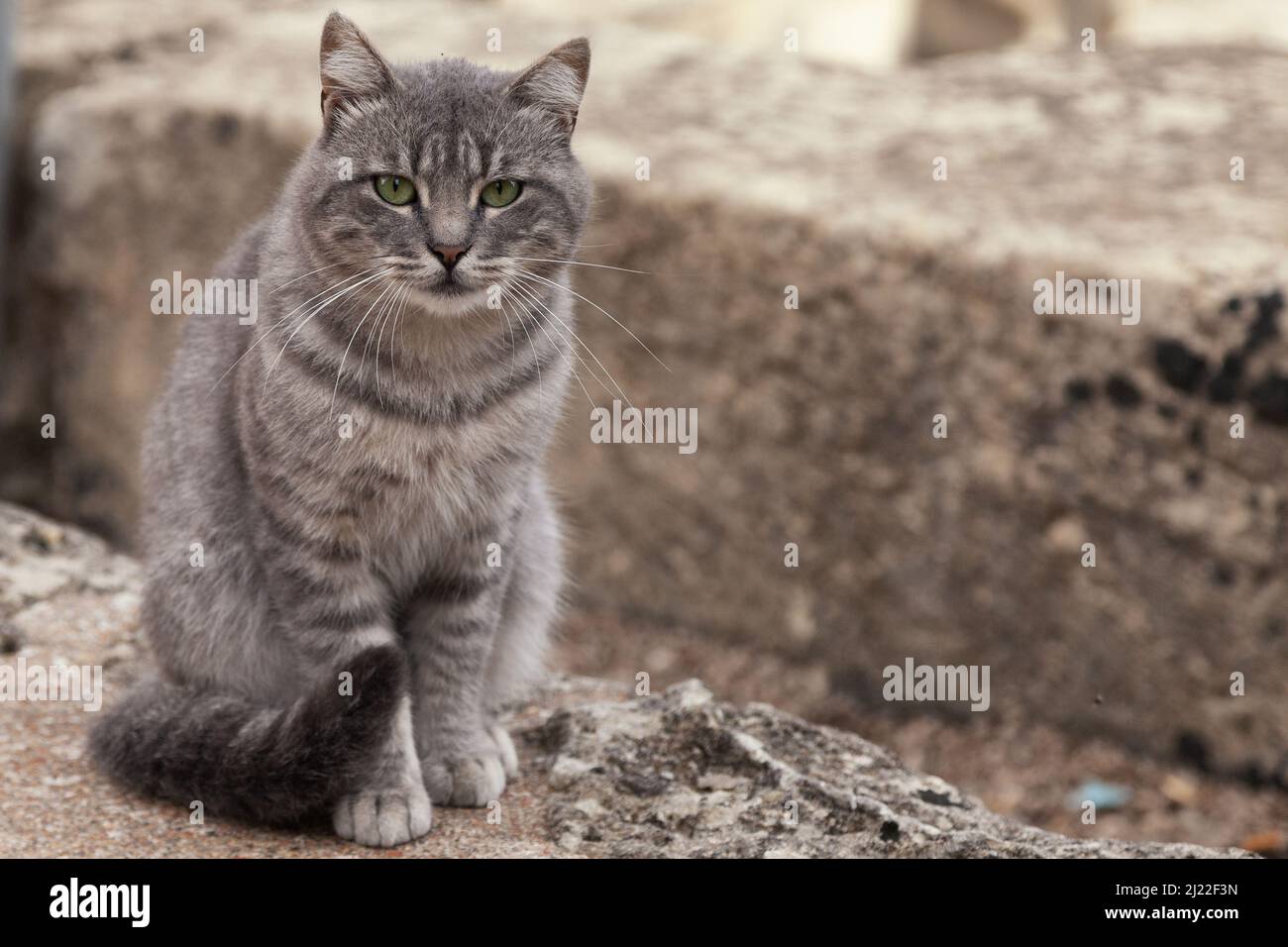 A shallow focus of a gray Tabby cat sitting and looking at camera with ...