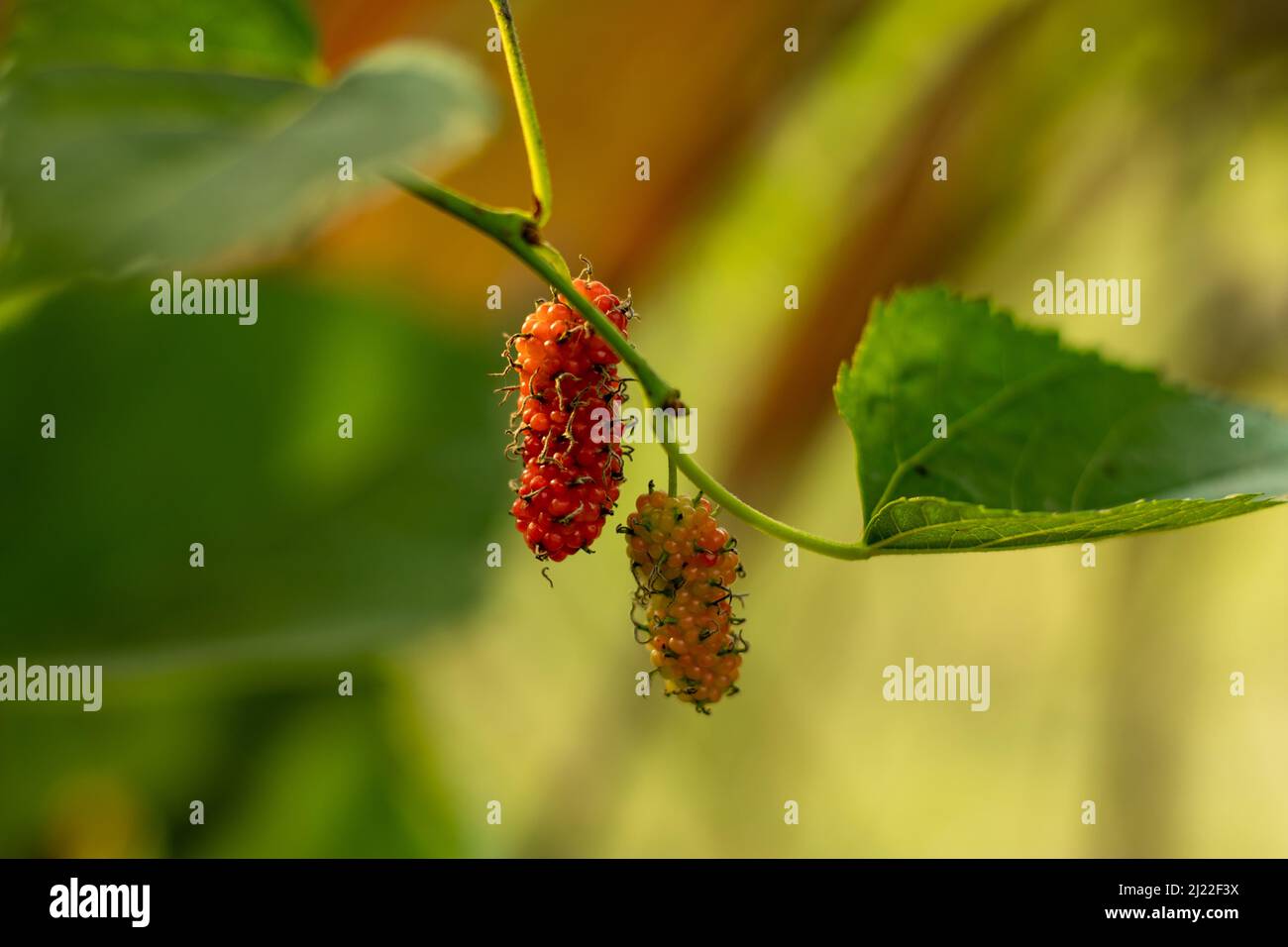 Mori folium is Mulberry is used as animal food, a poison, and a medicine. Silkworm, Russian, White Mulberry, or Morus alba, is used as a herbal me Stock Photo