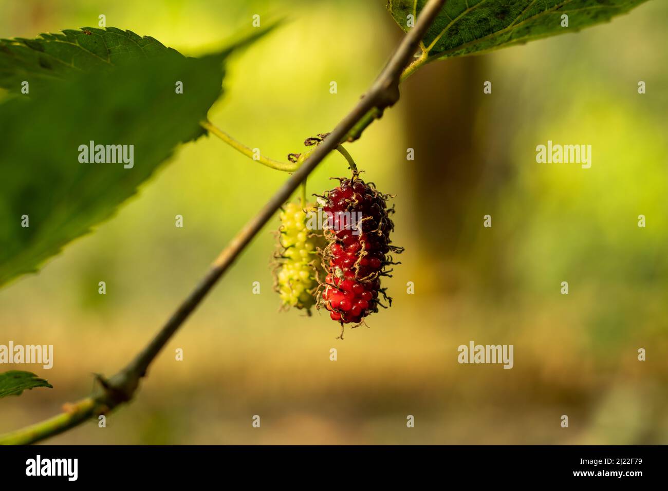 Morus alba. The common name is White Mulberry. Common Mulberry. Silkworm Mulberry. Russian Mulberry. It is a fast-growing fruit plant. Stock Photo