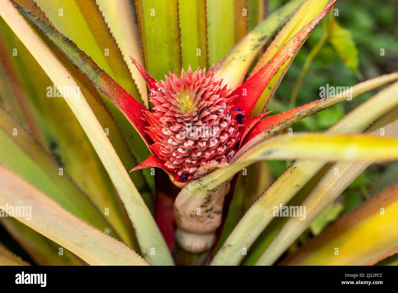 Pineapple or Ananas comosus are a juicy fragrant and delicious tropical fruit. Pineapple fruit is actually a complex flower head that forms around the s Stock Photo