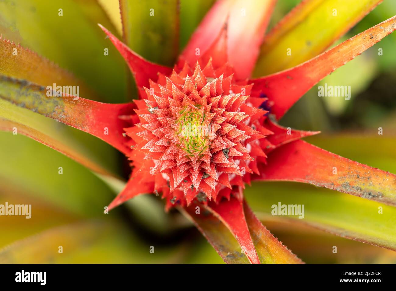 Pineapple fruit is actually a complex flower head that forms around the stem Stock Photo
