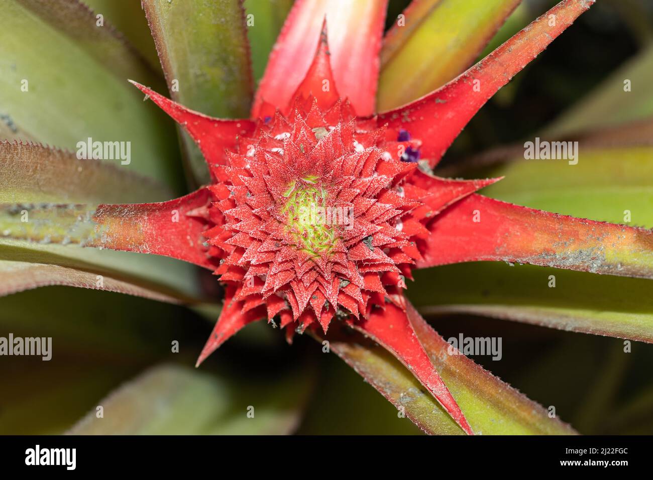 Pineapples are juicy and fragrant tropical fruits. Pineapple fruit is actually a complex flower head that forms around the stem Stock Photo