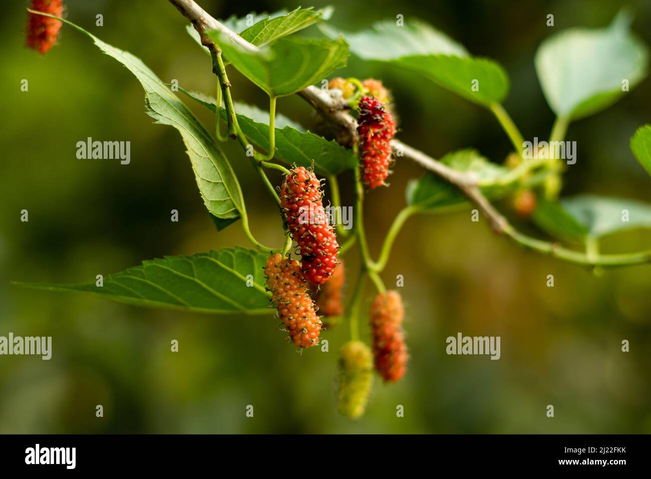Morus alba, mulberry, Russian mulberry is a deciduous fruit Stock Photo