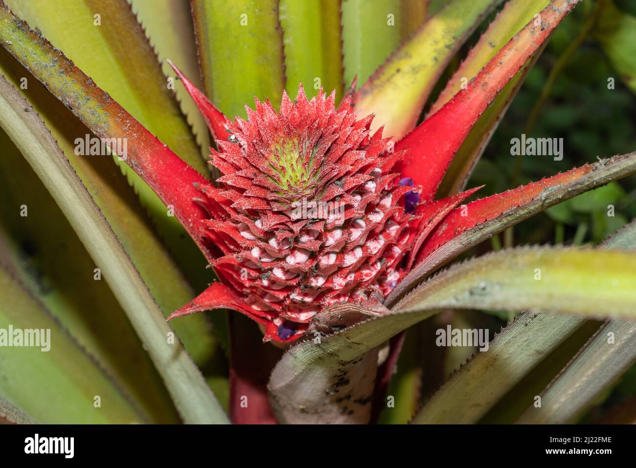 Sativus, Pineapple fruit is a complex flower head that forms around the stem. Pineapple is a low-growing, fruit-bearing, tropical plant of the specie Stock Photo