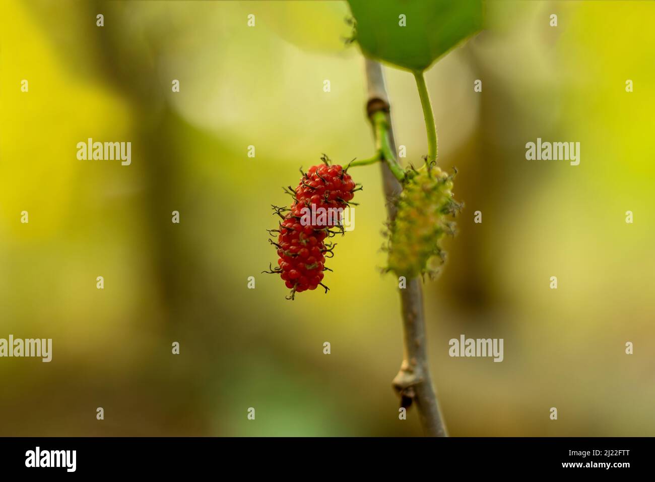 White mulberry is a member of the Mulberry family Moraceae that small deciduous, round-topped tree. White-colored fruit similar to a blackberry Stock Photo