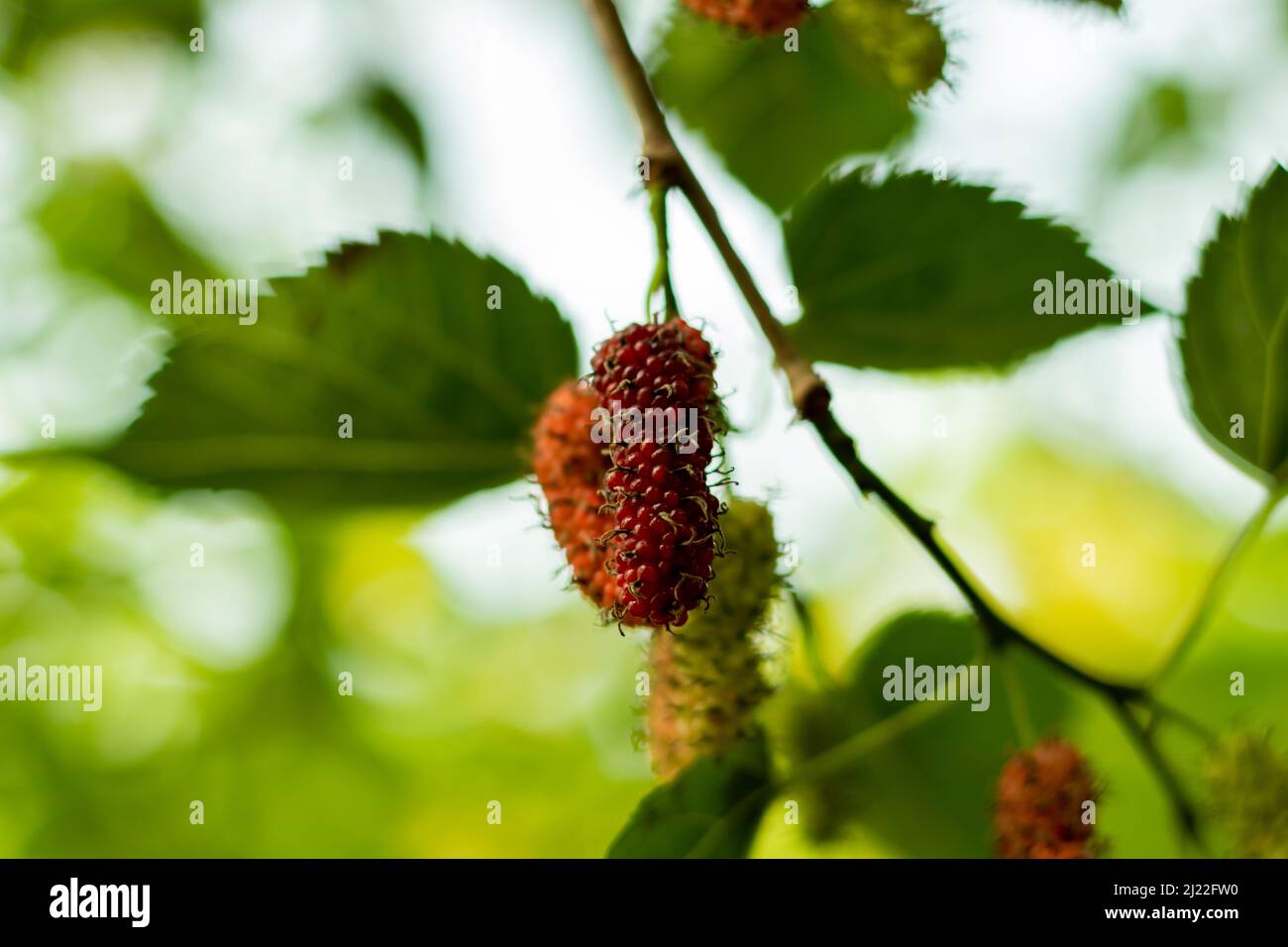 Silkworm Mulberry, Russian Mulberry, White Mulberry, or Morus alba, Also known as Mori folium when used as herbal medicine and It's is a fast-growing Stock Photo