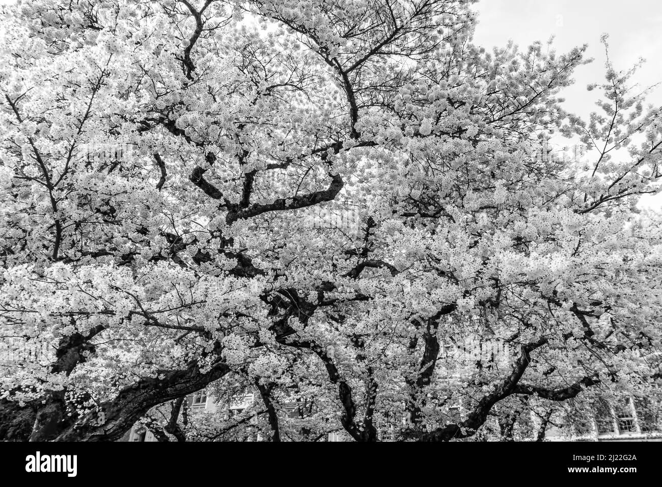 Cherry blossoms Black and White Stock Photos & Images - Alamy
