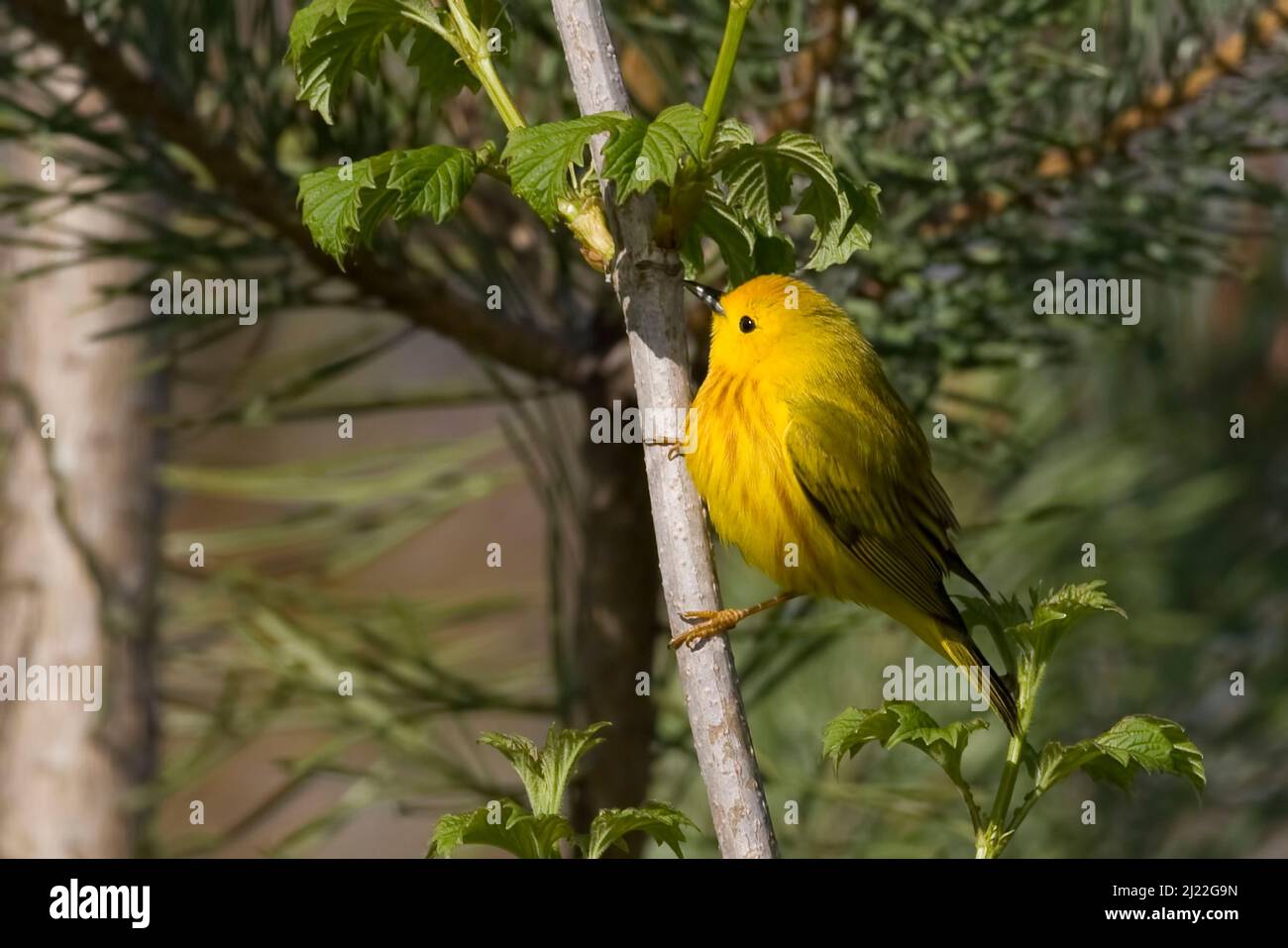 A Yellow Warbler, Setophaga petechia, perched on a small branch Stock Photo