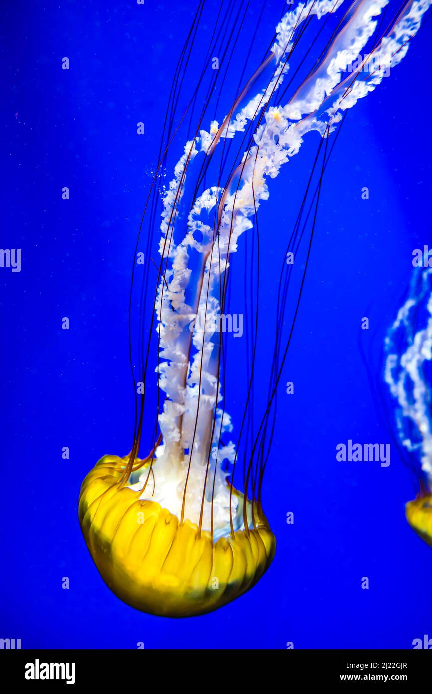 A jellyfish in Aquarium of Atlanta in the USA Stock Photo Alamy