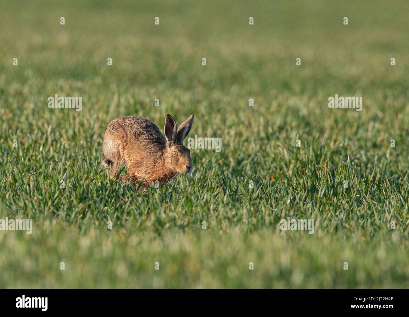 Brown Hare speeding  across the farmers wheat. It shows it's flexible spine, long legs and acceleration   . Suffolk, UK. Stock Photo