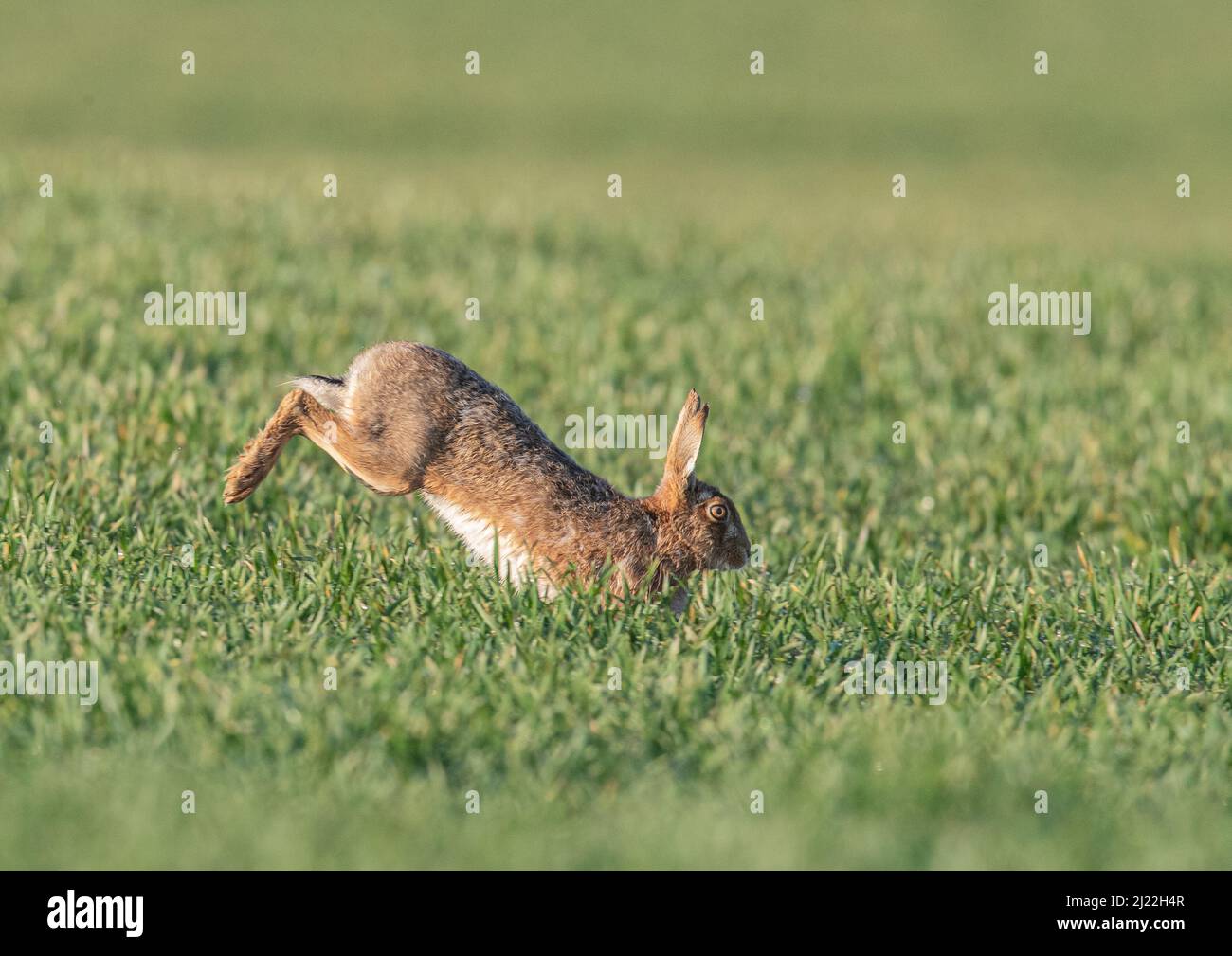Brown Hare leaping across the farmers wheat. It shows it's athleticism  using long powerful back legs   . Suffolk, UK. Stock Photo