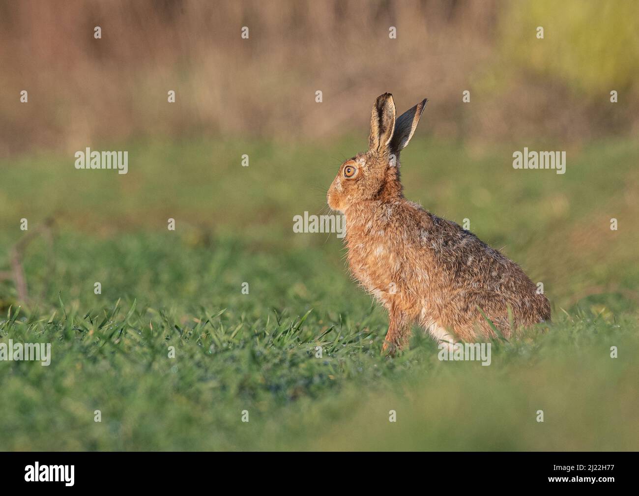 A Brown Hare , rather damp from unning through the morning dew , sitting  resting,  on the edge of the farmers field.Suffolk, UK Stock Photo