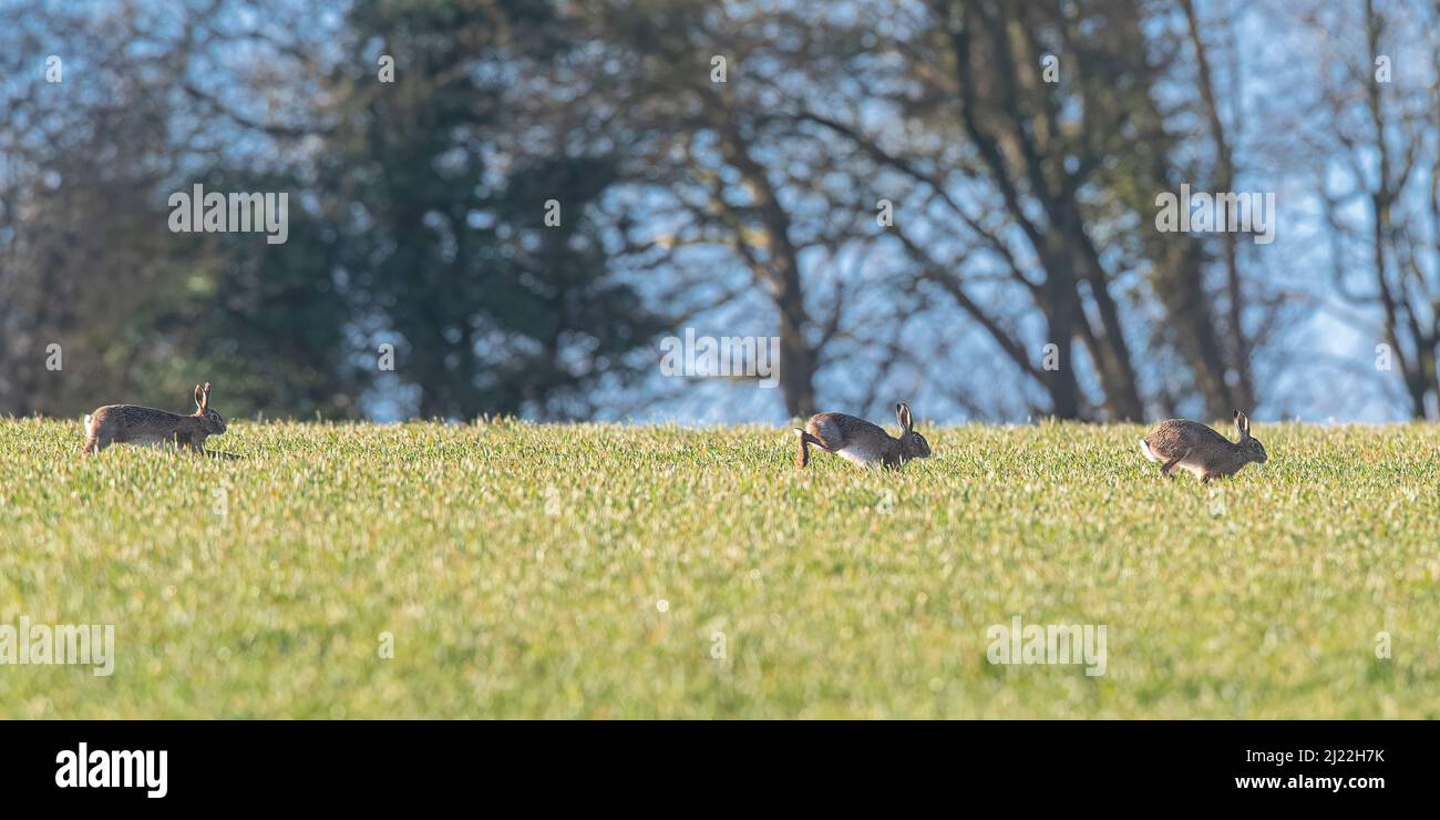 Five Mad March Hares chasing a female across the arable  fields  of Suffolk. UK Stock Photo