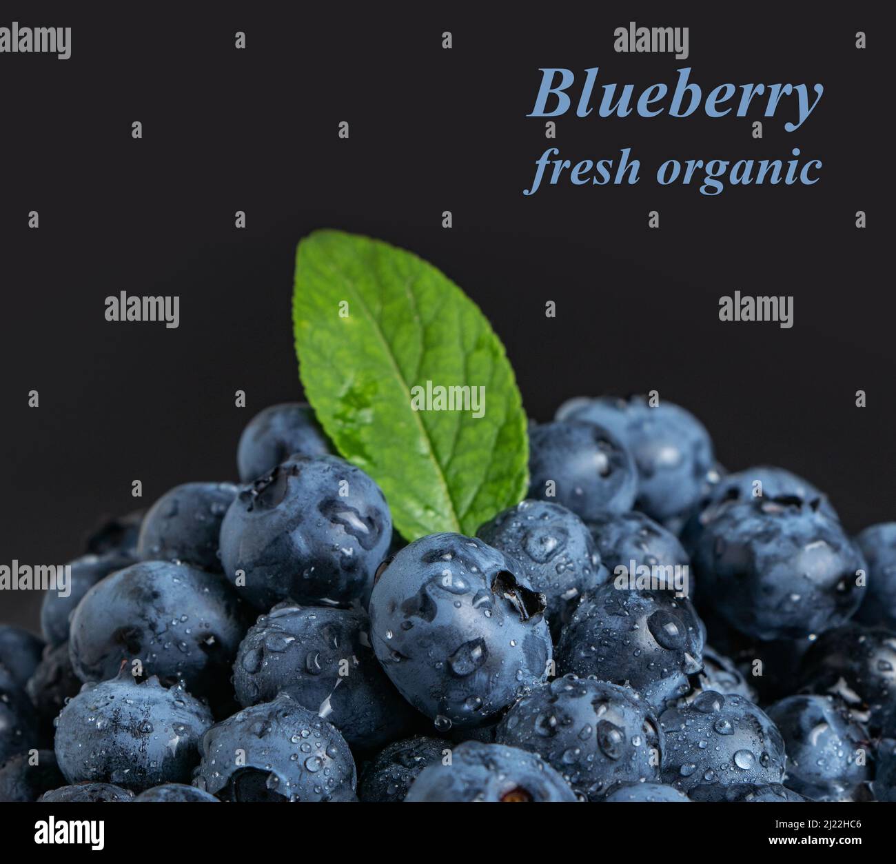 Blueberry antioxidant organic superfood in a bowl concept for healthy eating and nutrition Stock