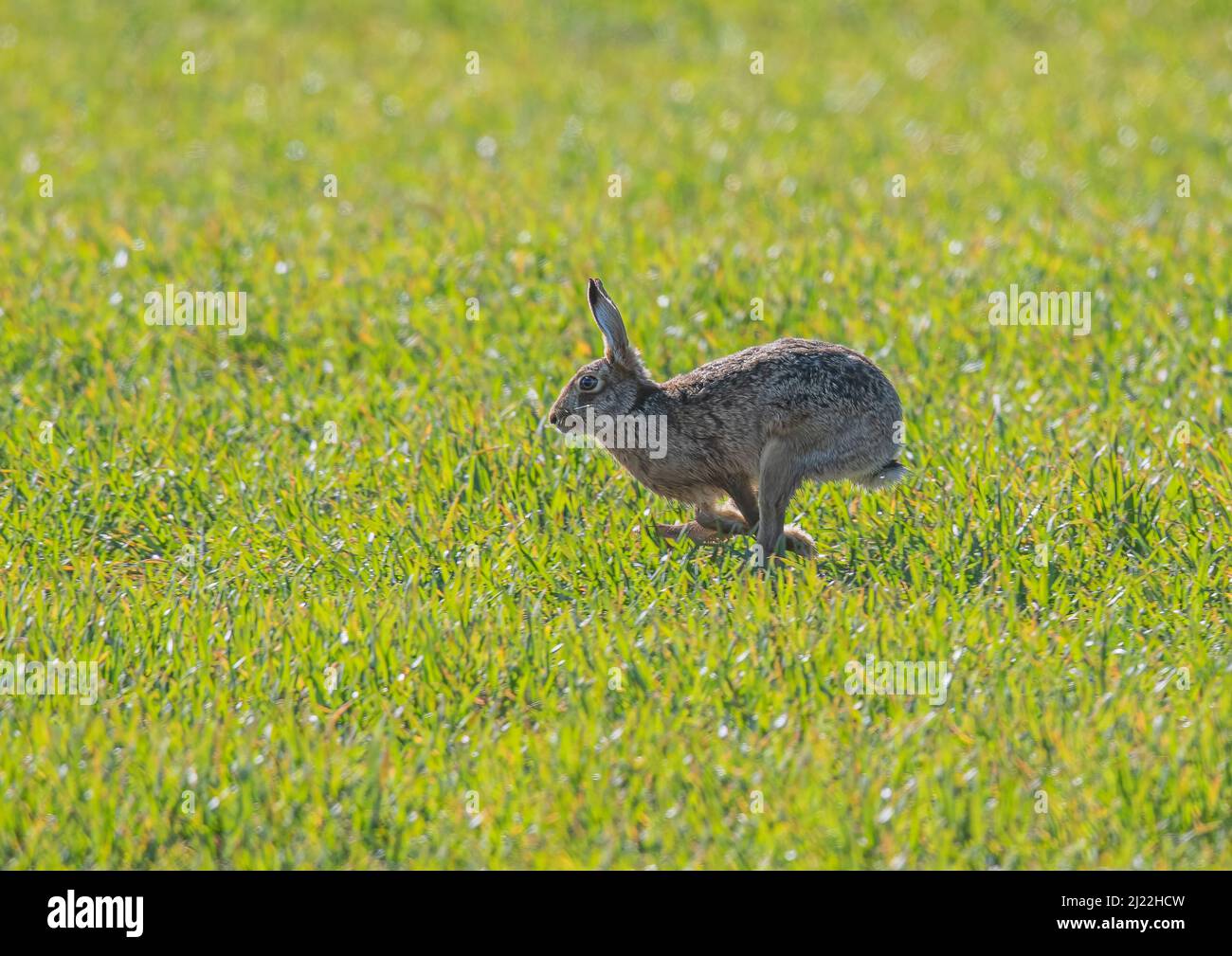 Brown Hare running  across the farmers wheat. It shows it's flexible spine ,long legs and acceleration   . Suffolk, UK. Stock Photo
