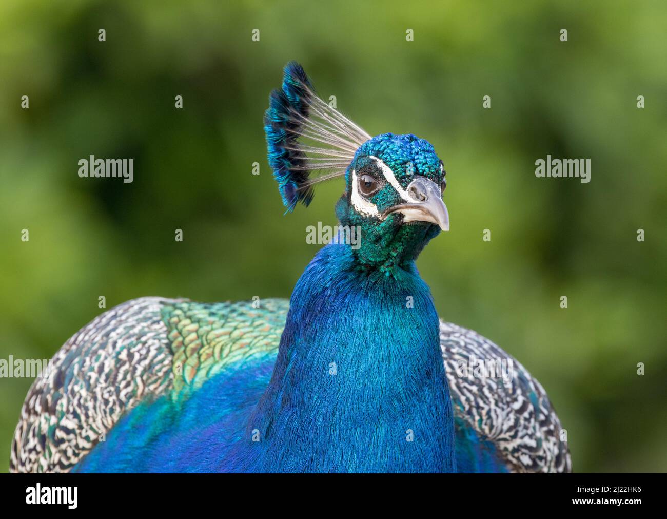 A close up shot of a beautiful blue Peacock , walking towrds the camera ,showing his iridescent blue feathers and elegant head crest. Suffolk, Uk Stock Photo