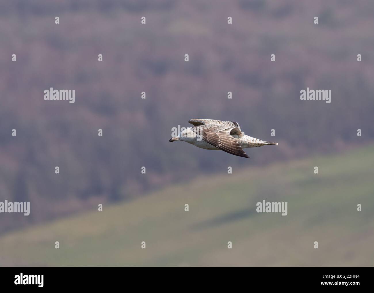 A juvenile Herring Gull in flight against a woodland backdrop. Sussex , UK Stock Photo