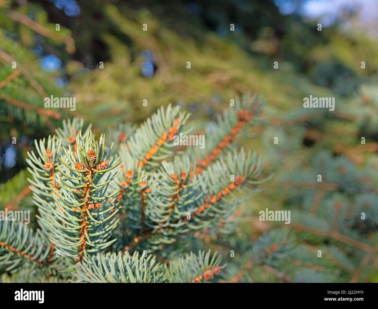 Serbian blue spruce in a closeup Stock Photo