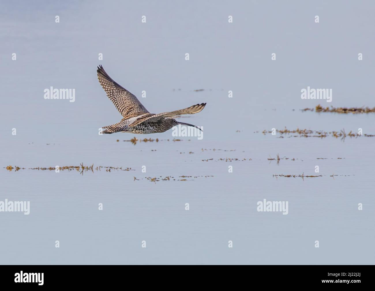 A rapidly declining bird, the Curlew ( Numenius arquata  ) , flying over the sea  , West Coast of Ireland Stock Photo