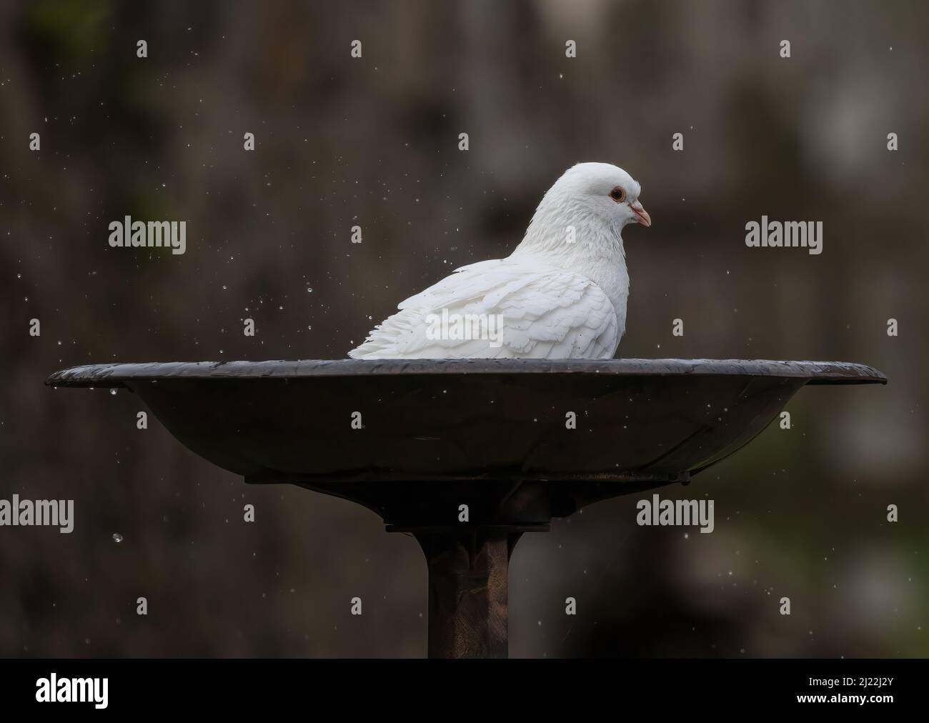 Bathing Beauty , a White Dove having a lovely bath. Suffolk, UK Stock Photo