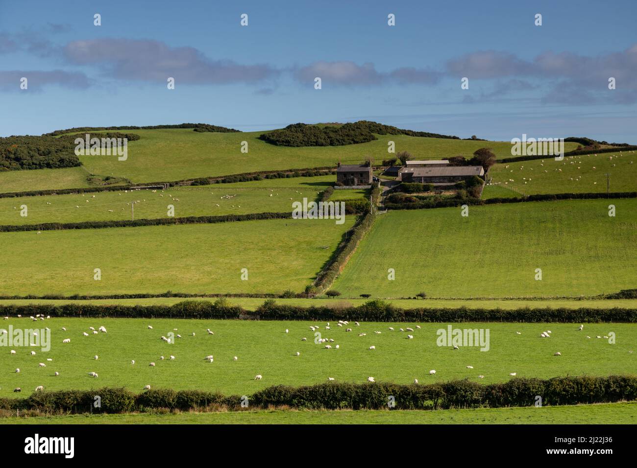 Farm with sheep on the Isle of Man, United Kingdom Stock Photo