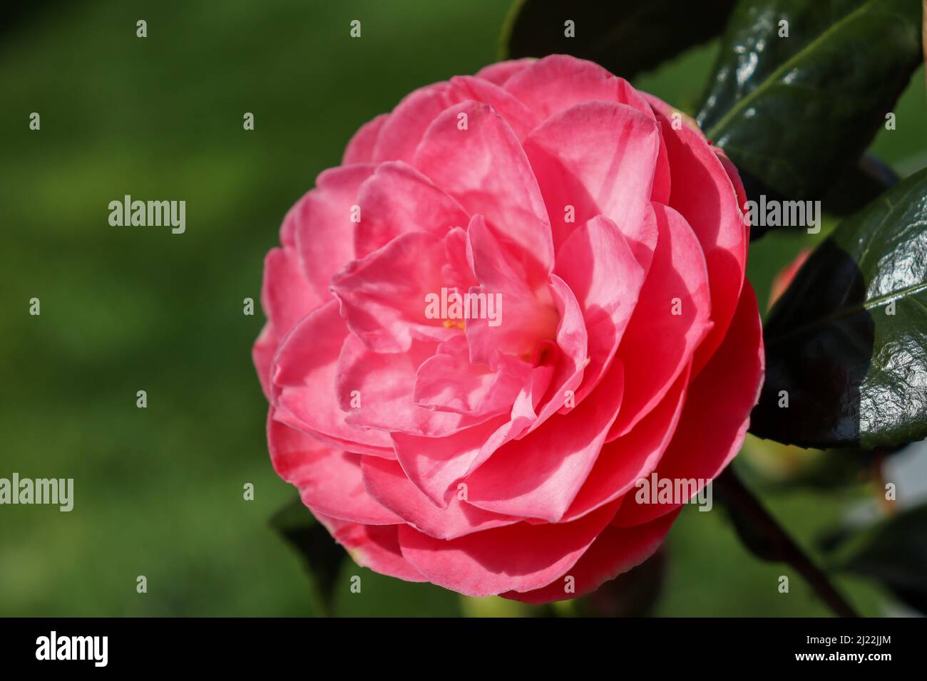 Flowering Pink Camellia Stock Photo