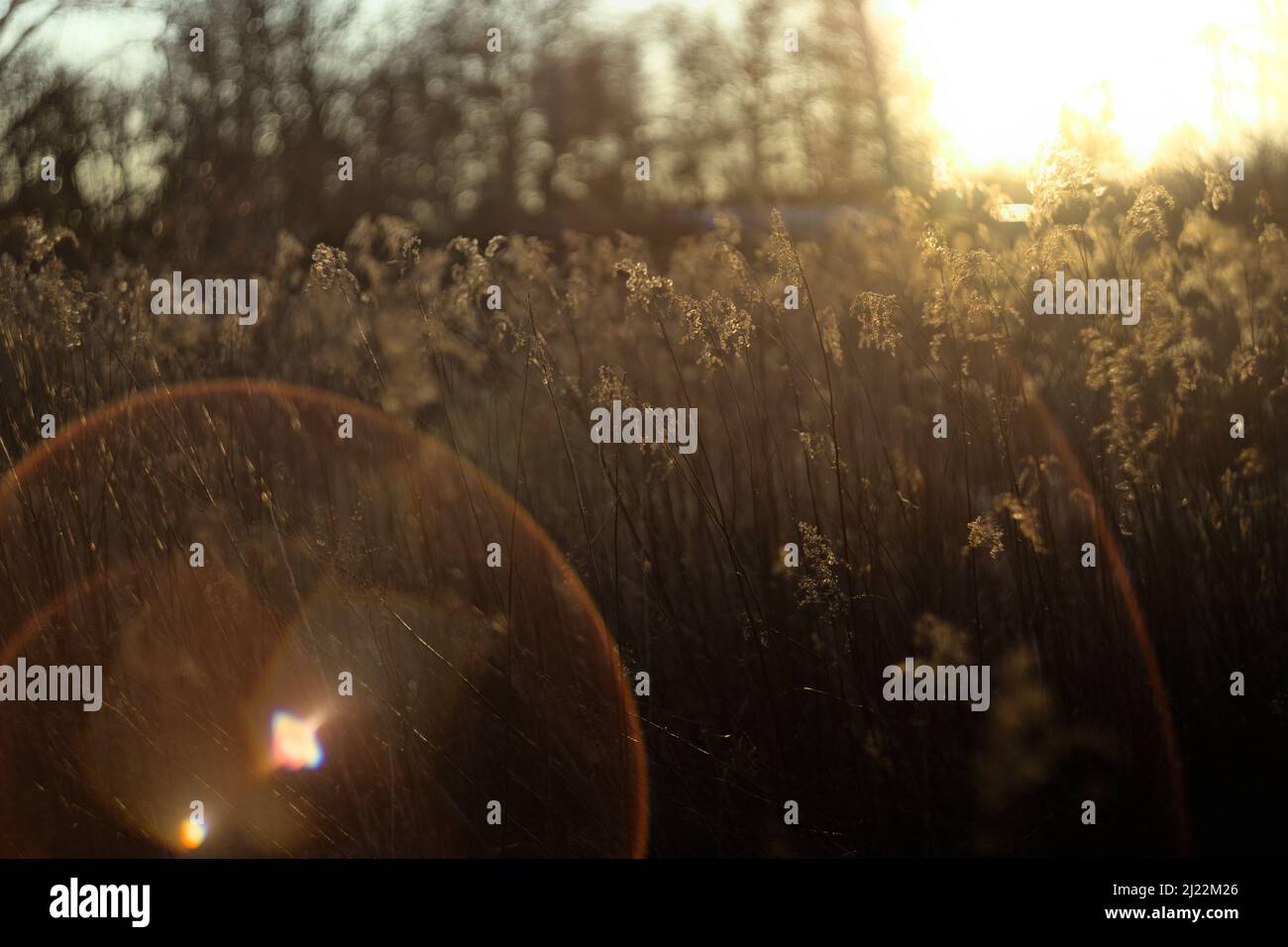 Wildflowers field sunset hi-res stock photography and images - Alamy