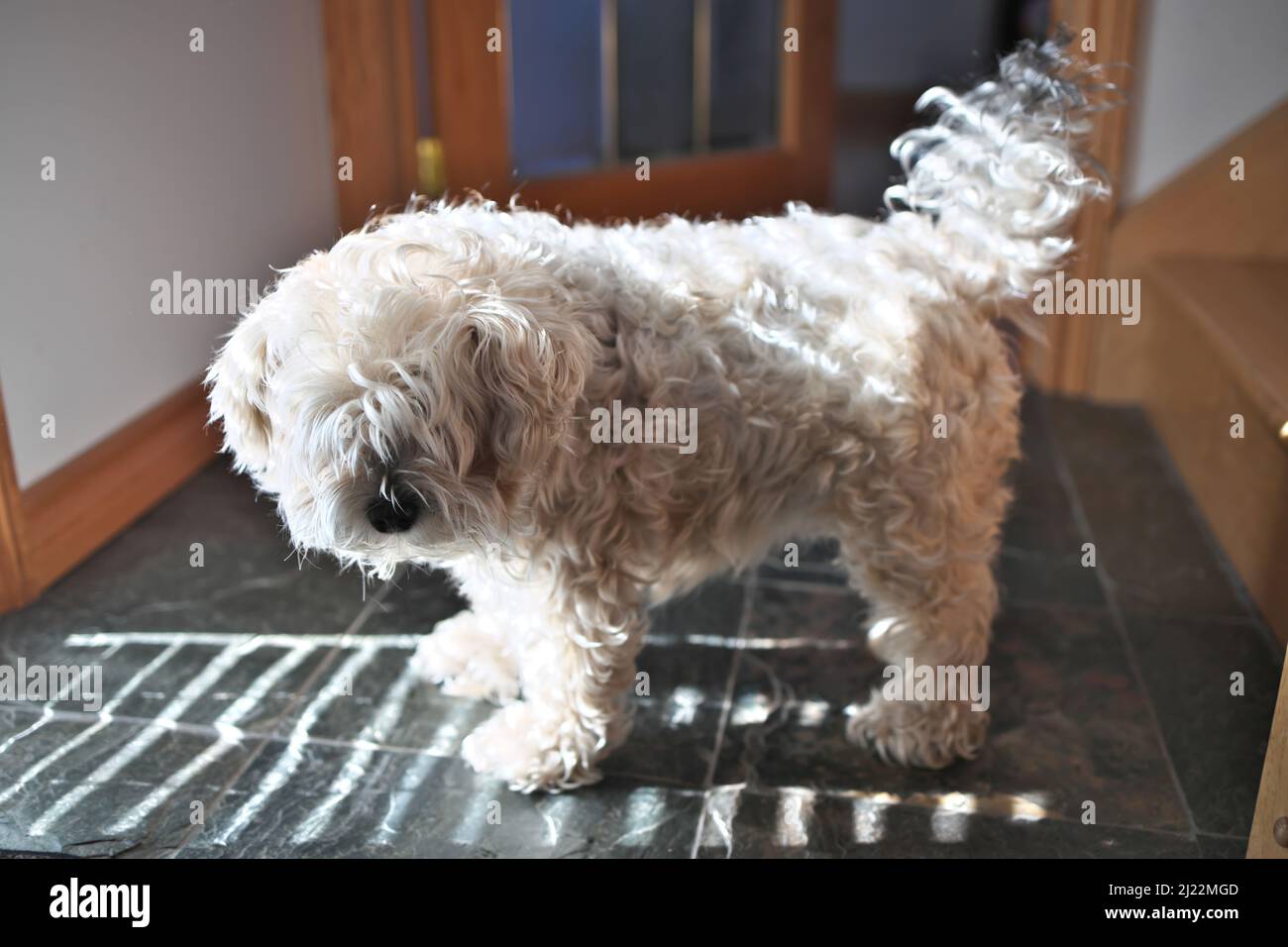 Very Shaggy Dog with Long Fur in Desperate need of a Groom from a Groomer Stock Photo Alamy